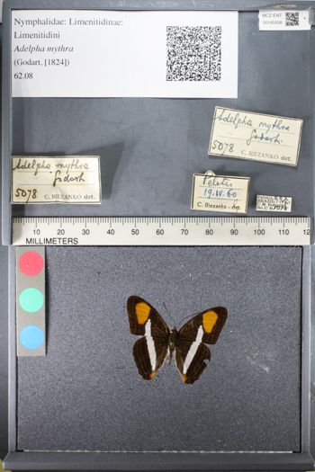 Media type: image;   Entomology 145508